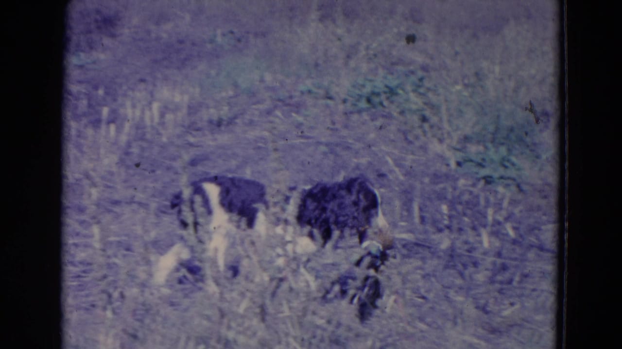 Black-and-white dog moves through tall grass with a bird near the ground.