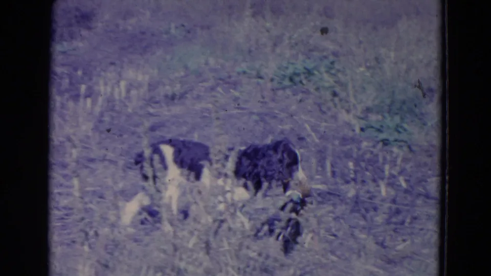1958 Omaha-attributed 8mm frame showing a black-and-white hunting dog in tall grass with a downed game bird nearby.