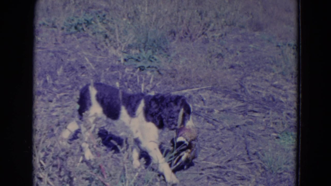 Black-and-white dog stands in dry grass with its head lowered toward the ground.