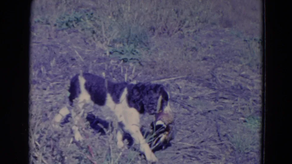 1958 Omaha-attributed 8mm frame of a black-and-white hunting dog lowering its head in a grassy field.