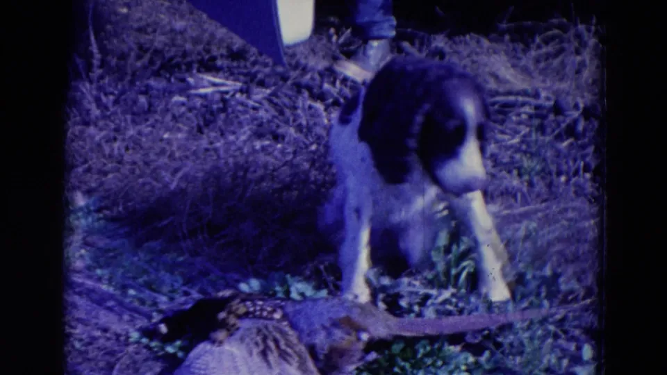 1958 Omaha-attributed 8mm frame showing the dog over a downed game bird with part of a hunter's leg in the background.