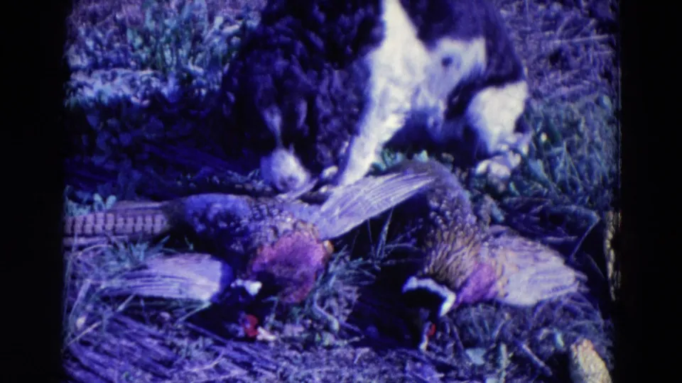 1958 Omaha-attributed 8mm frame showing a black-and-white dog beside two downed pheasants in grass.