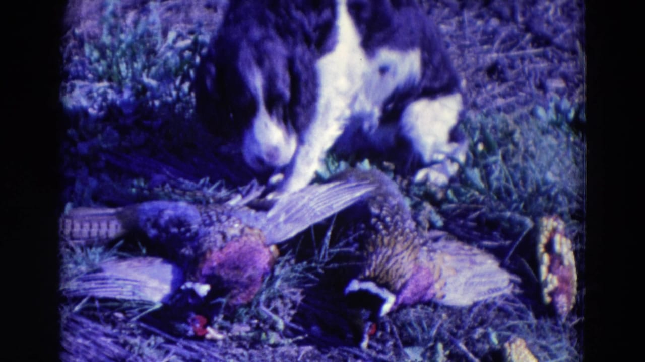 Black and white spaniel sniffs two pheasants lying in grass.