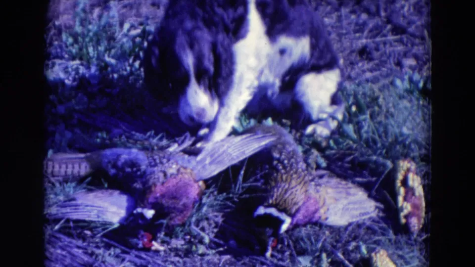 In 1958 Omaha home-movie footage, a black and white spaniel lowers its head toward two pheasants on grassy ground.
