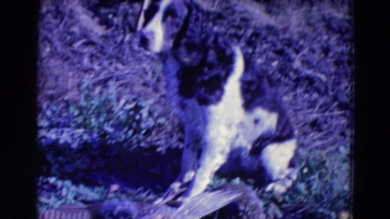 The spaniel sits upright in grassy terrain, with part of a pheasant visible near the bottom of the 1958 Omaha frame.