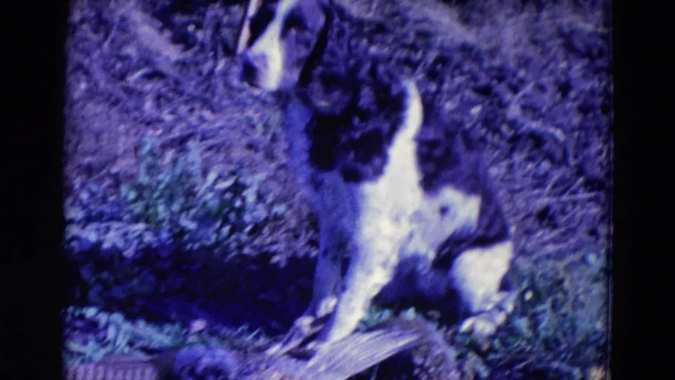 The spaniel sits upright in grassy terrain, with part of a pheasant visible near the bottom of the 1958 Omaha frame.