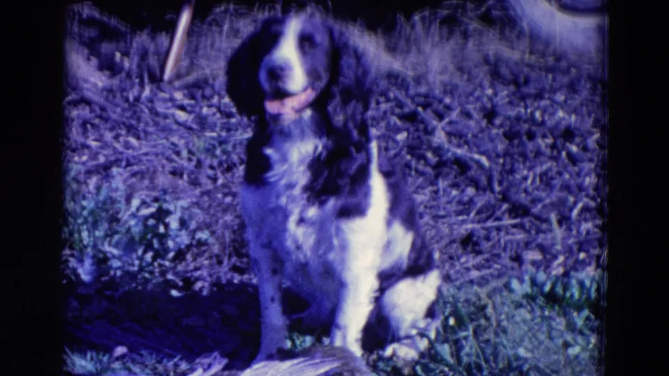 A black and white spaniel faces forward on grassy ground, with a pheasant partly visible near its front paws in the Omaha footage.