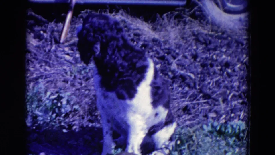 The spaniel turns slightly to the side while sitting in grass, rendered with blue-purple color shift and soft 8mm texture.