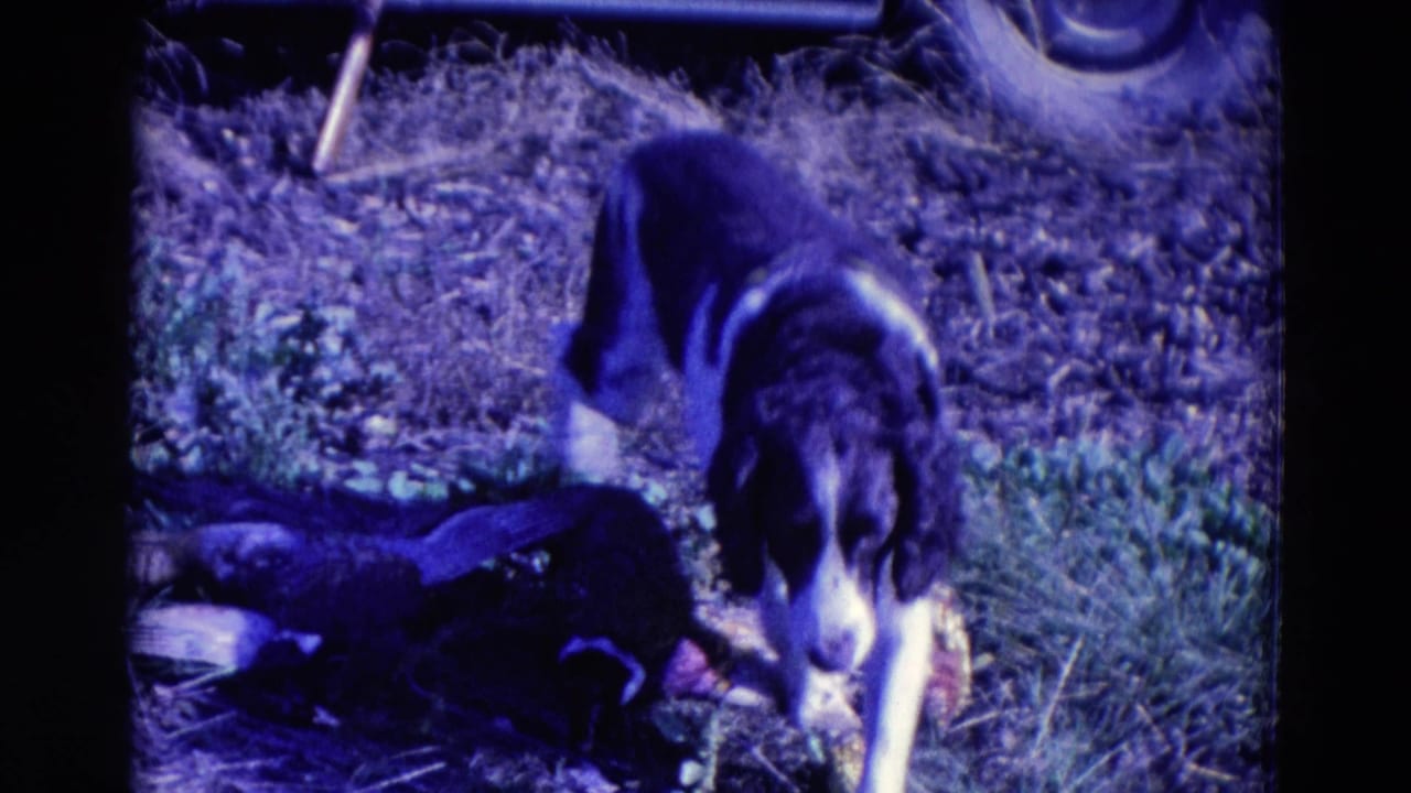 Black-and-white hound standing over pheasants in a grassy field.