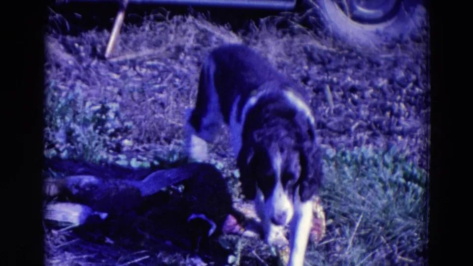 1958 Omaha home-movie frame showing a black-and-white hound near downed pheasants in blue-purple tinted grass.