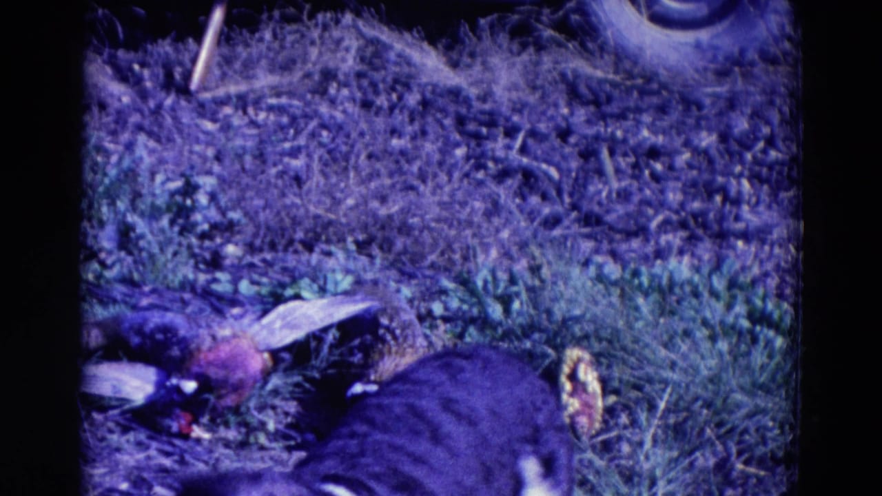 1958 Omaha 8mm frame with the hound partly cropped as pheasants remain visible on the grass.