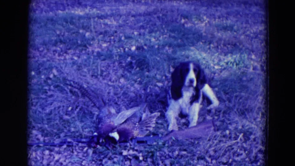 1958 Omaha home-movie frame showing the hound low in the grass behind downed pheasants.