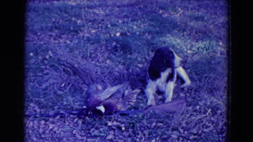 1958 Omaha 8mm frame showing a hound beside pheasants in grass, with strong blue-purple film coloration.