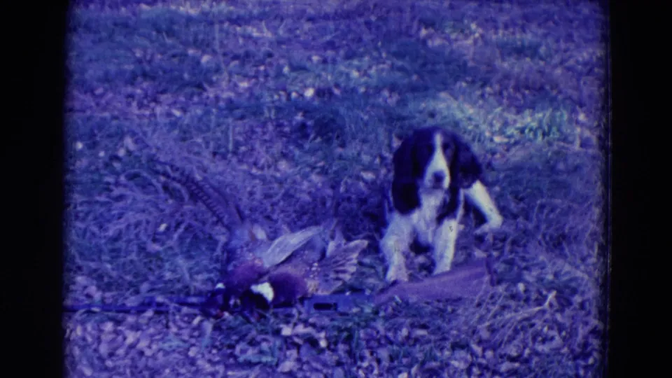 1958 Omaha-area 8mm frame showing a black-and-white spaniel near a dead pheasant and shotgun on grass.