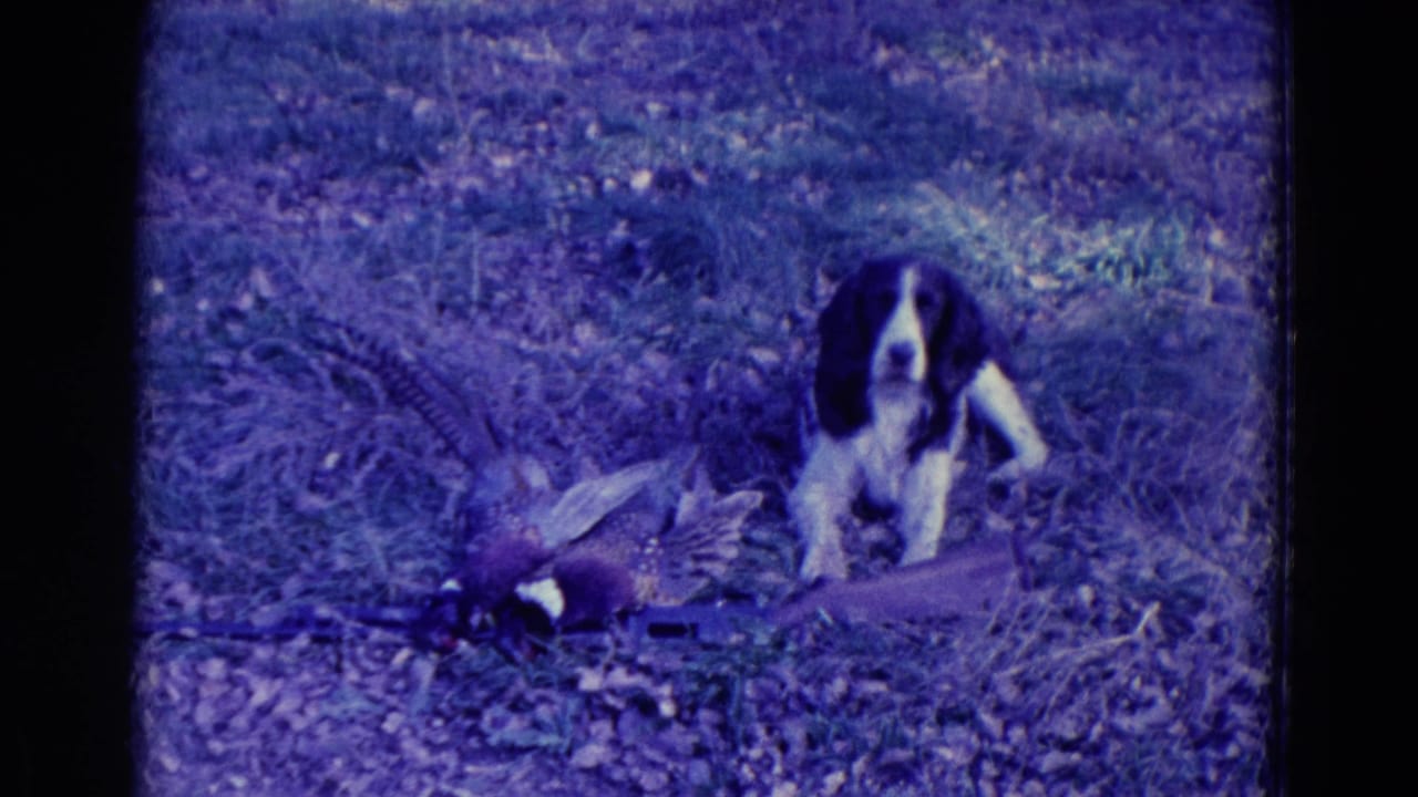 Spaniel faces the camera behind a dead pheasant and shotgun in dry grass.