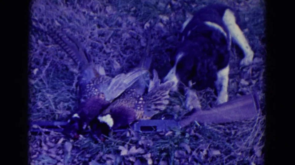 1958 Omaha-area 8mm frame showing the spaniel lowering its head near the pheasant and shotgun.
