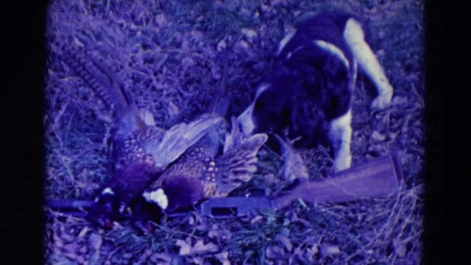 1958 Omaha-area hunting frame with the spaniel sniffing near the pheasant and shotgun on the ground.