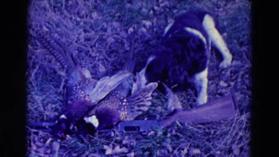 1958 8mm frame from Omaha area showing a large dog investigating a dead peacock on a grassy, leaf-covered patch.