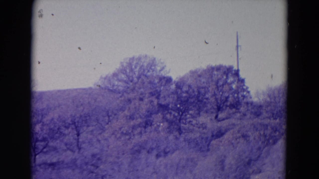 Tree-covered hillside with scrub and a utility pole in the distance.