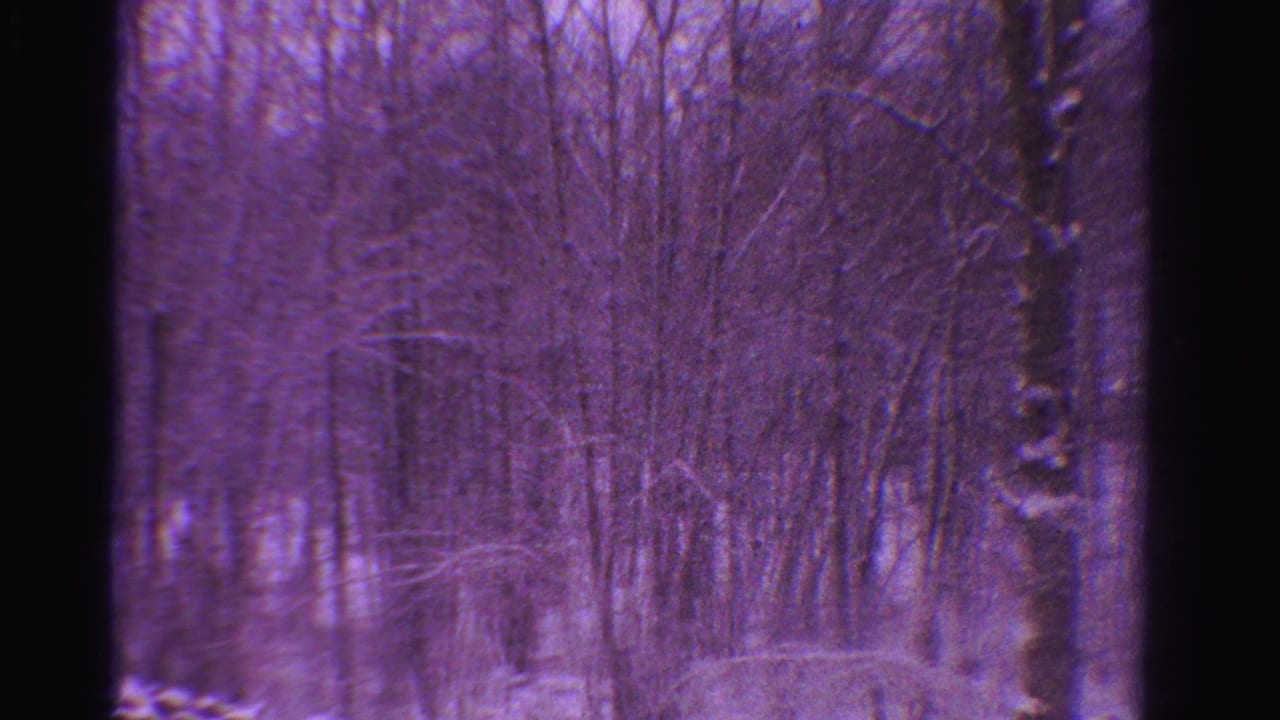 1958 Ontario 8mm frame showing bare snowy woods with a purple cast and no visible people.