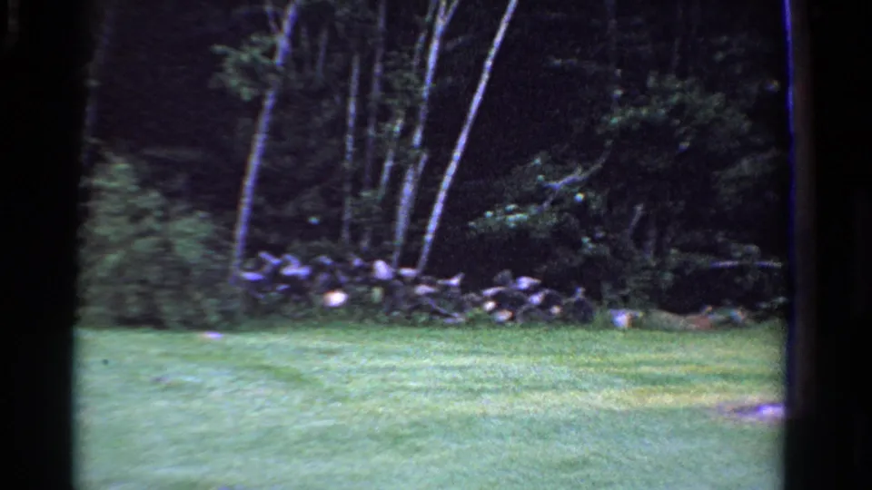 1958 Ontario home-movie view of a grassy yard bordered by trees, brush, and a low stone wall.