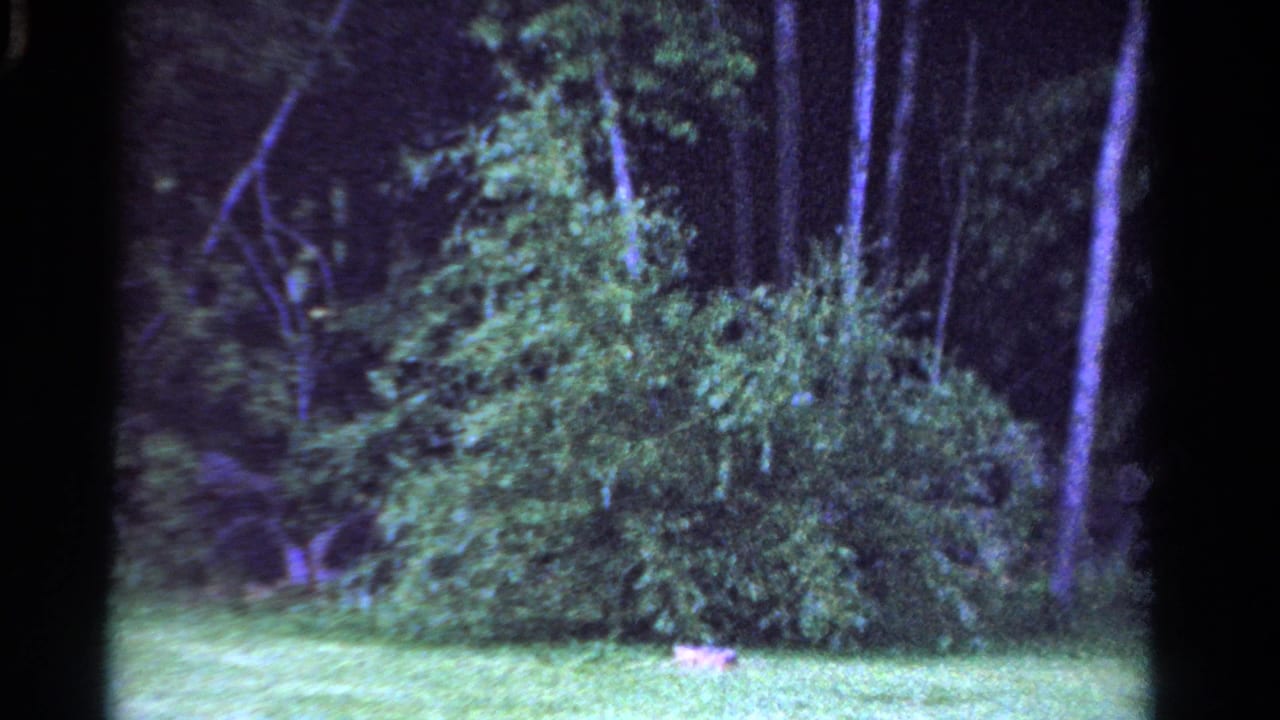 Wooded lawn edge with dense shrubs, grass, and tall tree trunks.