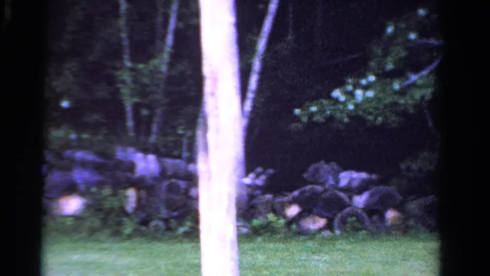 1958 Ontario frame with a bright tree trunk in front of dark woods, grass, leafy branches, and a low rustic stone wall.