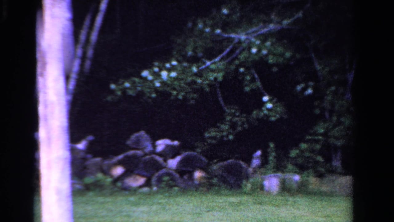 Grassy field beside a low stone wall and dense trees, with a pale tree trunk at the left edge.