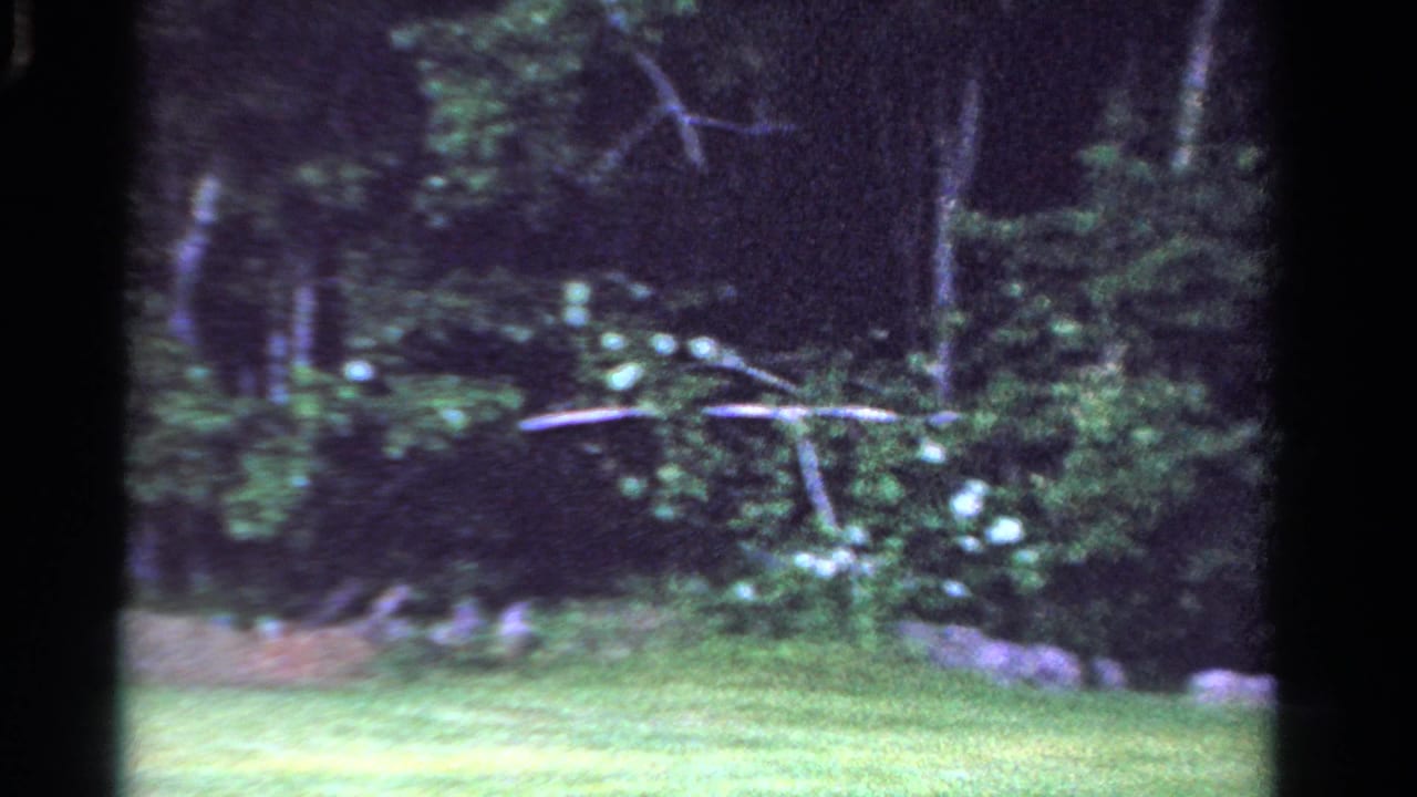 1958 Ontario rural field view with grass, shaded trees, a low stone wall, and leafy branches across the frame.