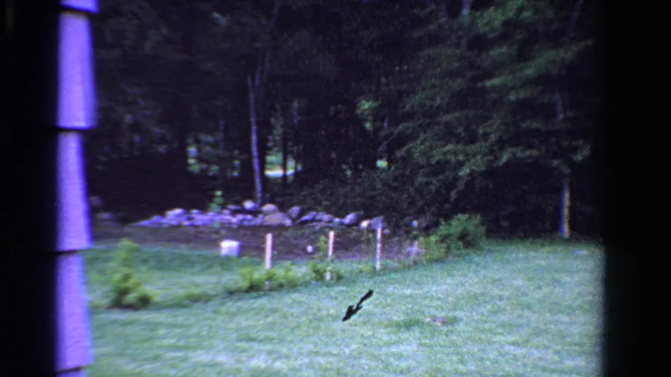 1958 Ontario 8mm frame of an open rural field bordered by a low stone wall, shrubs, small stakes, and dense trees.
