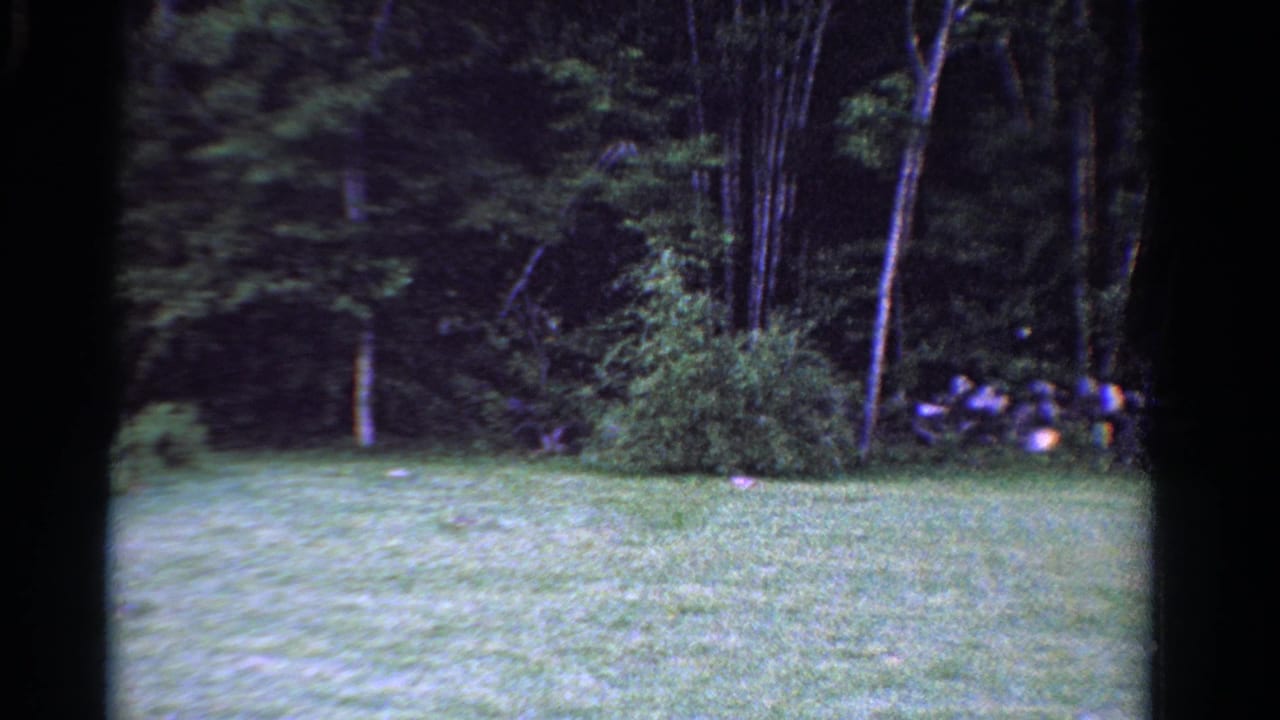 The yard opens across the frame, with dark Ontario woodland behind the grass and a small stone wall visible to the left.