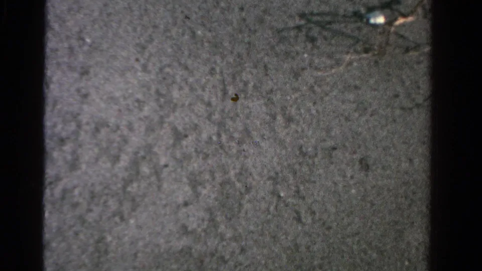Close 8mm view of wet sand in the 1958 Ontario beach clip, with faint marks and no people or landmarks visible.