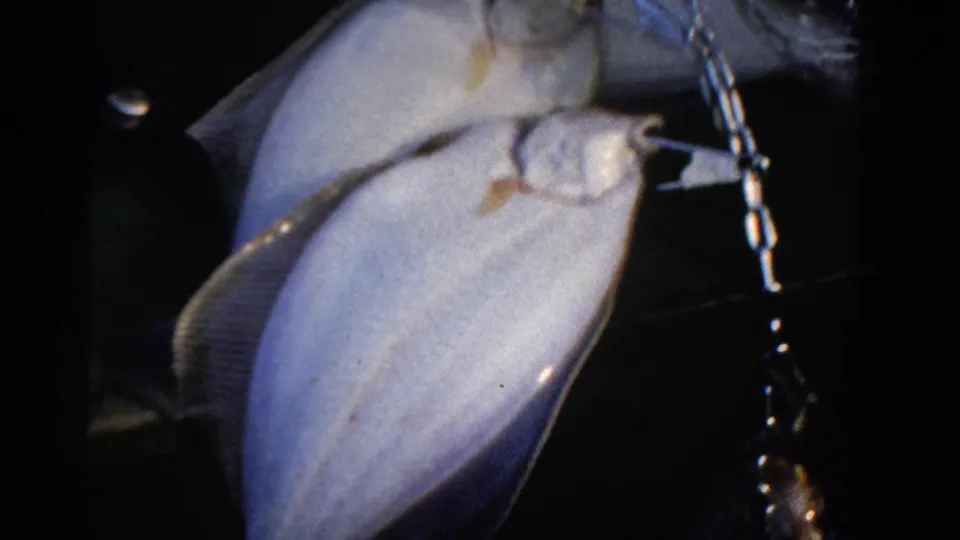 Two freshly caught fish remain in close view as a metal chain hangs beside them in this 1958 Ontario 8mm fishing footage.
