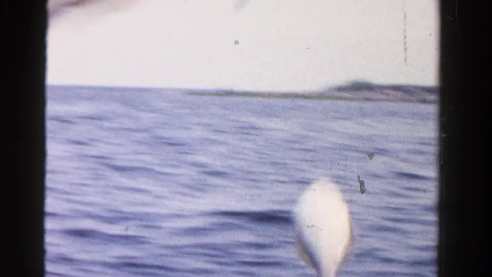 A small caught fish hangs in the foreground over rippled Ontario water with a low shoreline in the distance.