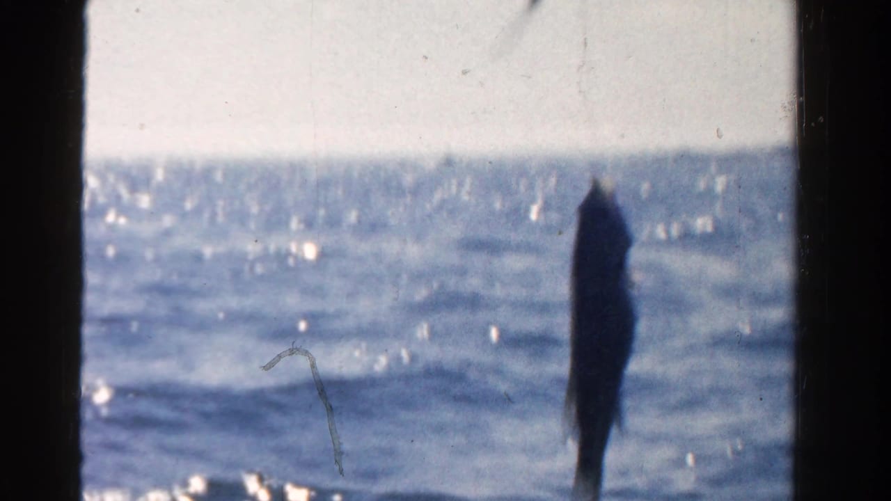 Small fish suspended above sunlit open water with dark 8mm film borders.