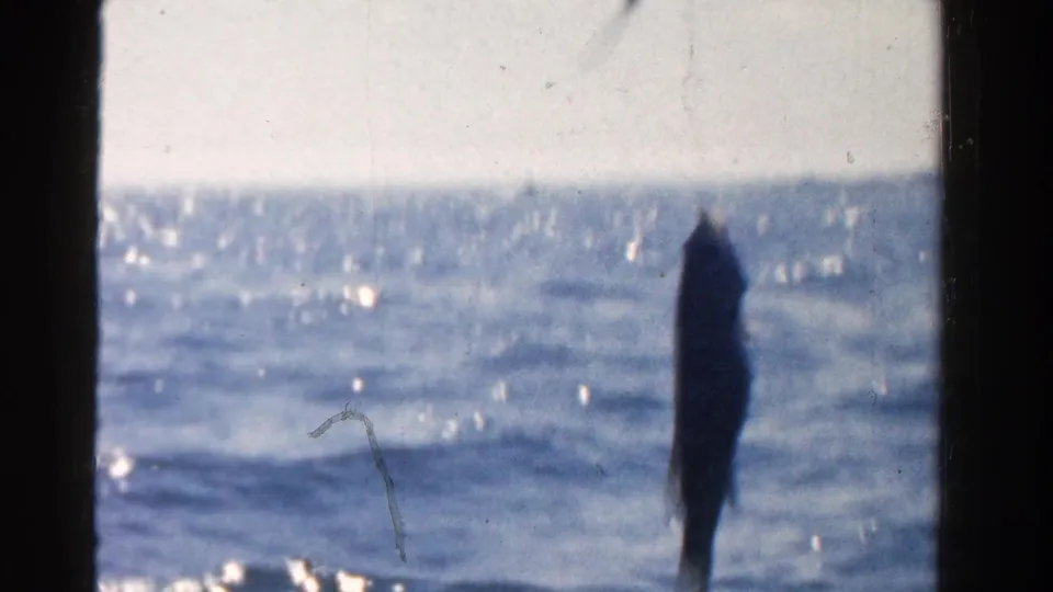 1958 Ontario 8mm frame showing a small fish on a line over bright open water, with soft focus and film gate edges.