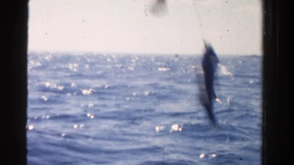 A small fish appears suspended on a line over rippled water in this 1958 Ontario home-movie frame.
