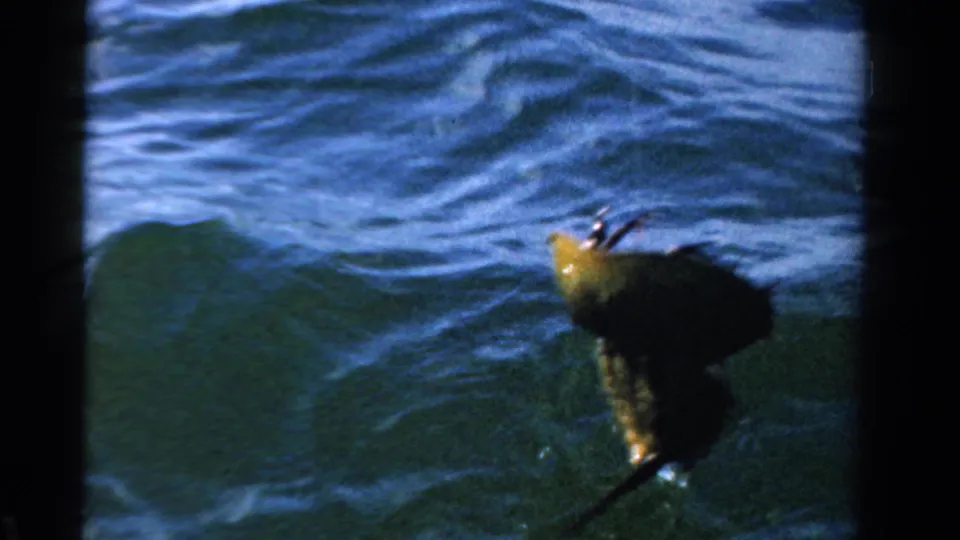A crab-like catch with a pale yellow portion appears in the water, framed by ripples and 8mm film edges.