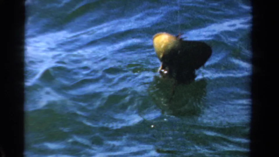 The crab-like catch remains near the water surface, its dark body and pale yellow area visible against blue waves.