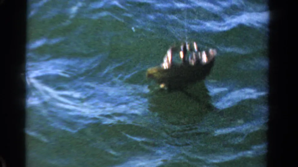 The horseshoe crab appears partly lifted from the Ontario water, its dark shell breaking the rippled surface.