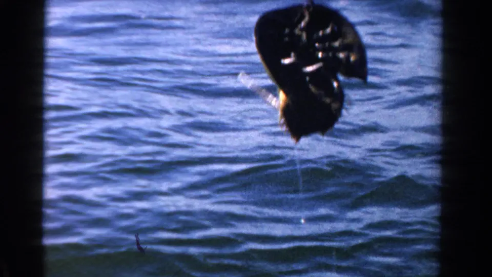 The horseshoe crab hangs above the rippled Ontario water, with its underside dark against the blue surface and droplets falling below.