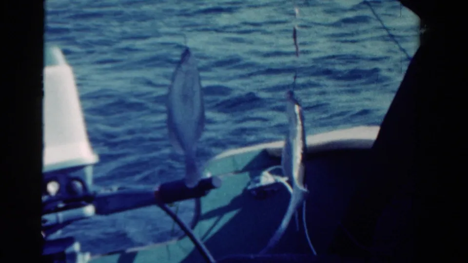 Caught fish hang on lines beside a small boat in 1958 Ontario recreational fishing footage.