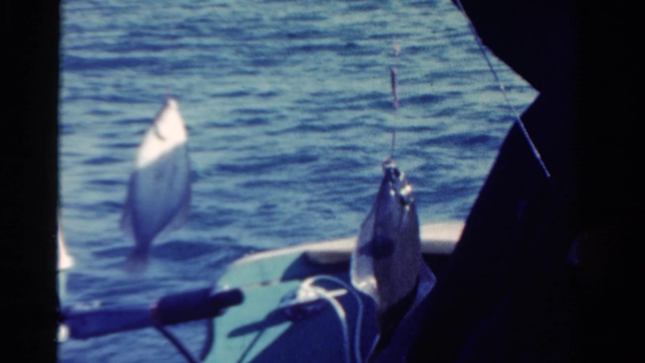 1958 Ontario 8mm frame showing two flat-bodied fish suspended on lines near the side of a small boat on calm blue water.