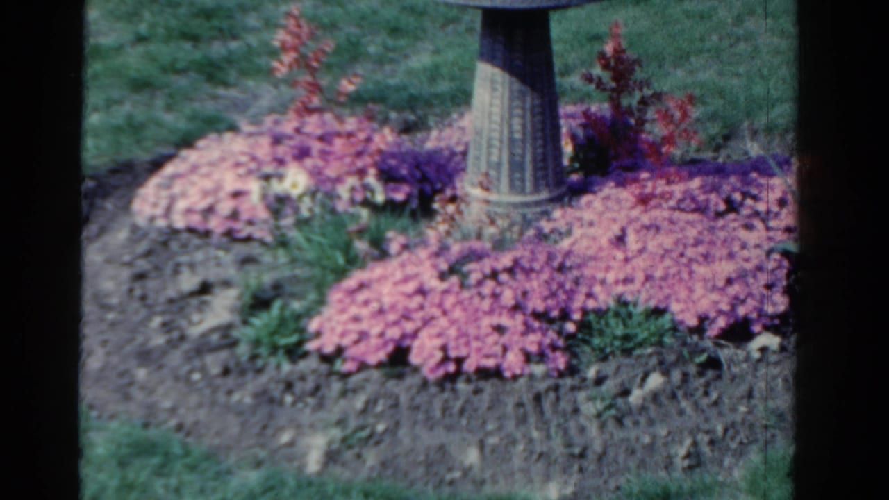 Garden bed with a bird bath surrounded by pink and purple flowers and lawn.