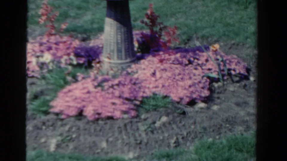 1958 Ontario home-movie frame showing a formal garden bed with pink flowers around the base of a bird bath.