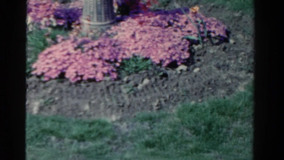 1958 Ontario home-movie frame with a close garden view of pink flowers and the lower section of a bird bath.