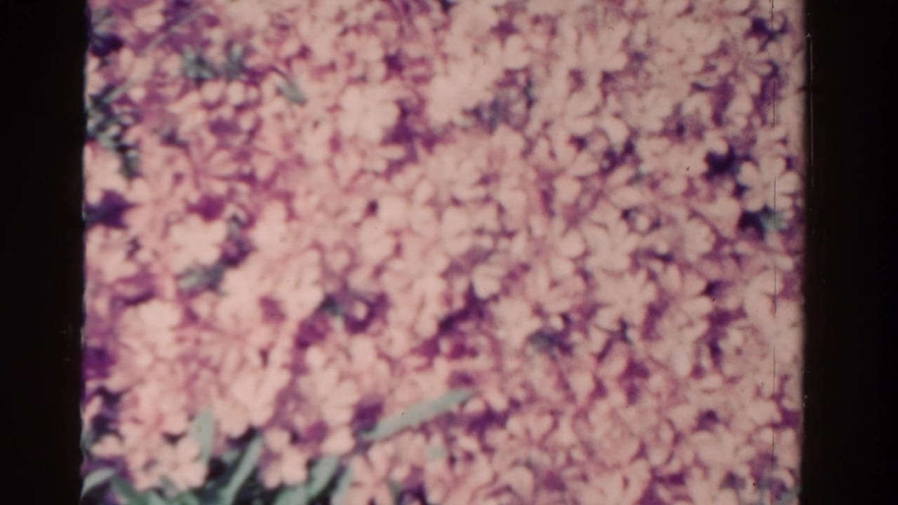 Close view of dense pink blossoms with purple shadows and a few green stems.