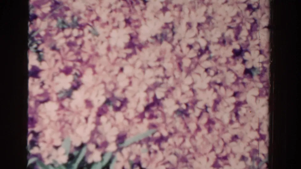 1958 Ontario home-movie frame filled by soft pink and purple blossoms, with a few green stems visible along the bottom edge.