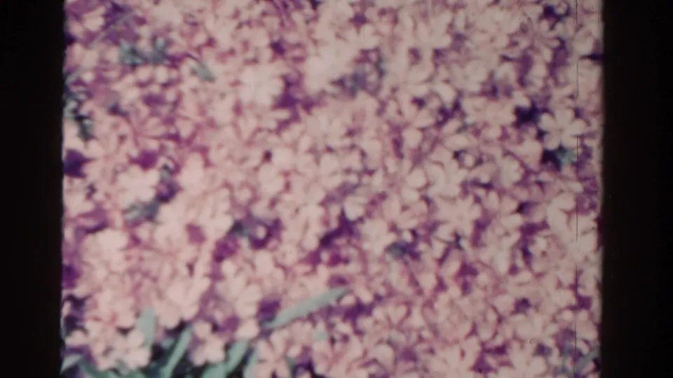 Soft 8mm close-up of pink and purple flower clusters in the Ontario garden, with green stems and saturated home-movie color.