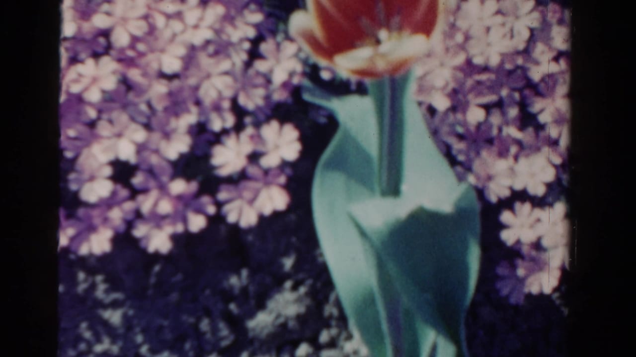 Red tulip stem among purple and white garden flowers with dark film borders.